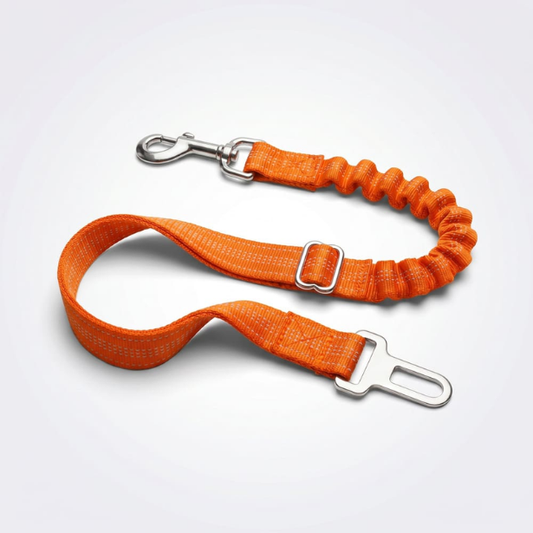 Ceinture de sécurité pour chien
