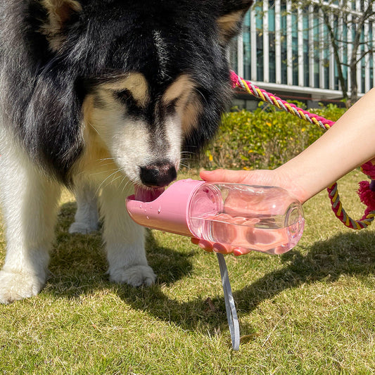 Bouteille d'eau portable pour chien en extérieur
