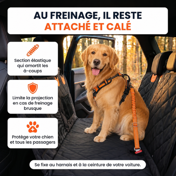 Ceinture de sécurité pour chien