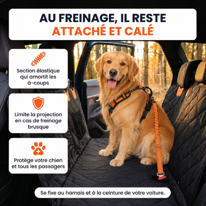 Ceinture de sécurité pour chien
