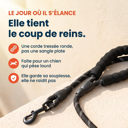 Laisse pour chien qui tire