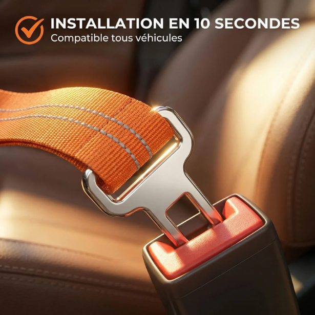 Ceinture de sécurité pour chien
