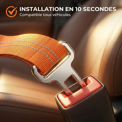Ceinture de sécurité pour chien