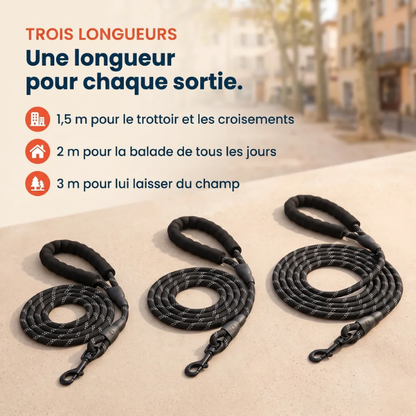 Laisse pour chien qui tire